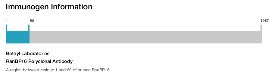 RanBP16 Polyclonal Antibody