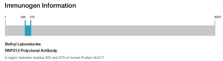 RNF213 Polyclonal Antibody