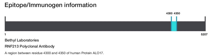 RNF213 Polyclonal Antibody