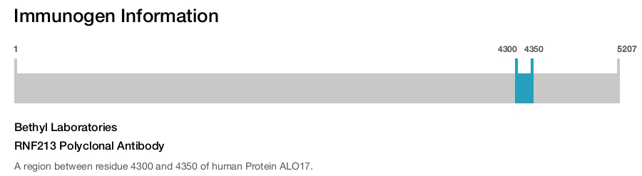 RNF213 Polyclonal Antibody