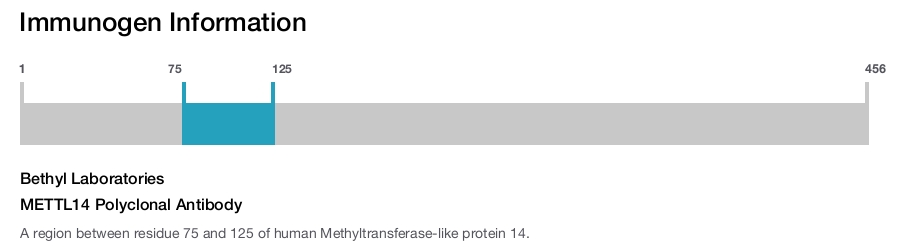 METTL14 Polyclonal Antibody