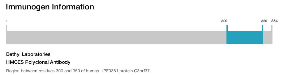 HMCES Polyclonal Antibody