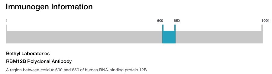 RBM12B Polyclonal Antibody