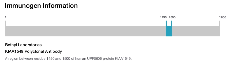 KIAA1549 Polyclonal Antibody
