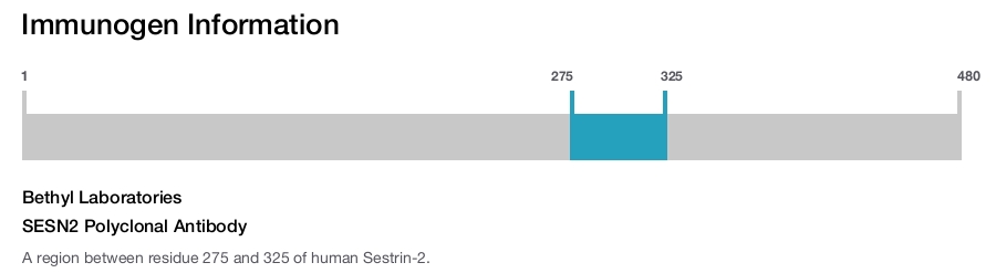 SESN2 Polyclonal Antibody
