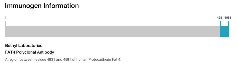 FAT4 Polyclonal Antibody