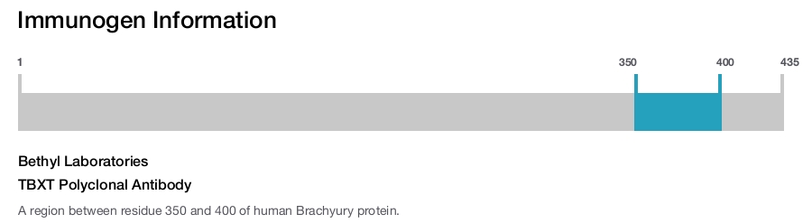 TBXT Polyclonal Antibody
