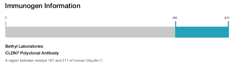 CLDN7 Polyclonal Antibody