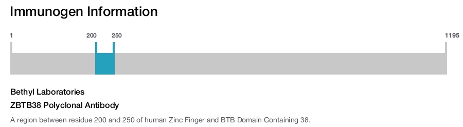 ZBTB38 Polyclonal Antibody