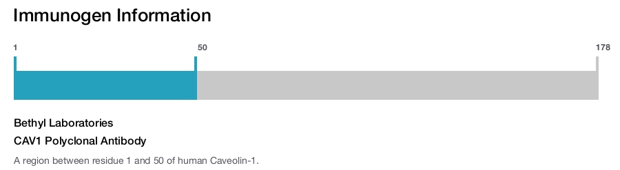 CAV1 Polyclonal Antibody