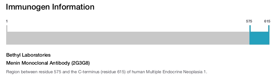 Menin Monoclonal Antibody (2G3G8)