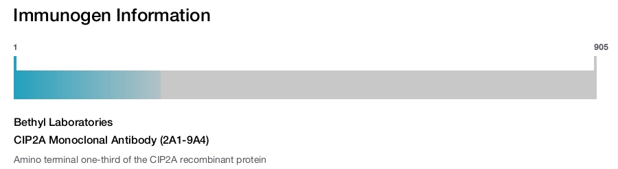 CIP2A Monoclonal Antibody (2A1-9A4)