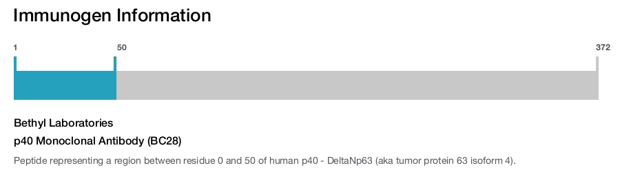 p40 Monoclonal Antibody (BC28)