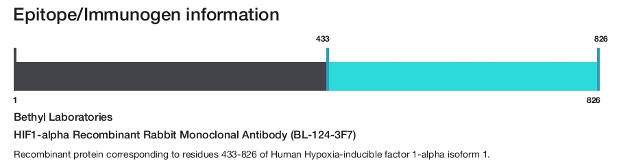 HIF1-alpha Recombinant Rabbit Monoclonal Antibody (BL-124-3F7)