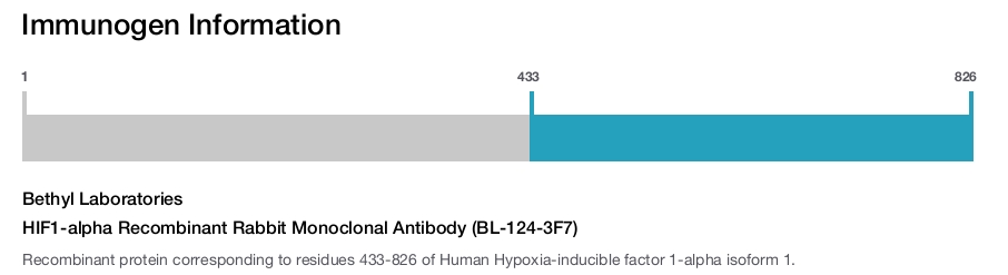 HIF1-alpha Recombinant Rabbit Monoclonal Antibody (BL-124-3F7)