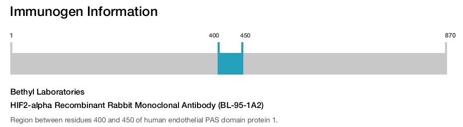 HIF2-alpha Recombinant Rabbit Monoclonal Antibody (BL-95-1A2)