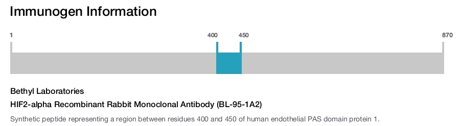 HIF2-alpha Recombinant Rabbit Monoclonal Antibody (BL-95-1A2)