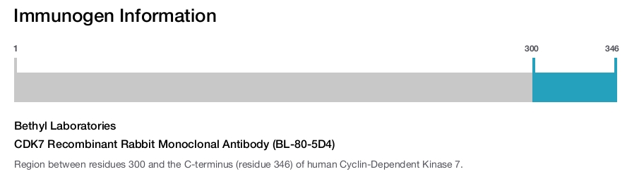 CDK7 Recombinant Rabbit Monoclonal Antibody (BL-80-5D4)