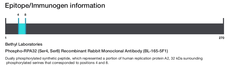 Phospho-RPA32 (Ser4, Ser8) Recombinant Rabbit Monoclonal Antibody (BL-165-5F1)