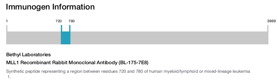 MLL1 Recombinant Rabbit Monoclonal Antibody (BL-175-7E8)