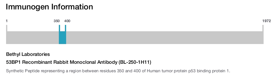 53BP1 Recombinant Rabbit Monoclonal Antibody (BL-250-1H11)