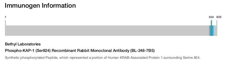 Phospho-KAP-1 (Ser824) Recombinant Rabbit Monoclonal Antibody (BL-246-7B5)