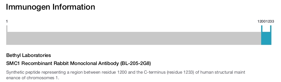 SMC1 Recombinant Rabbit Monoclonal Antibody (BL-205-2G8)