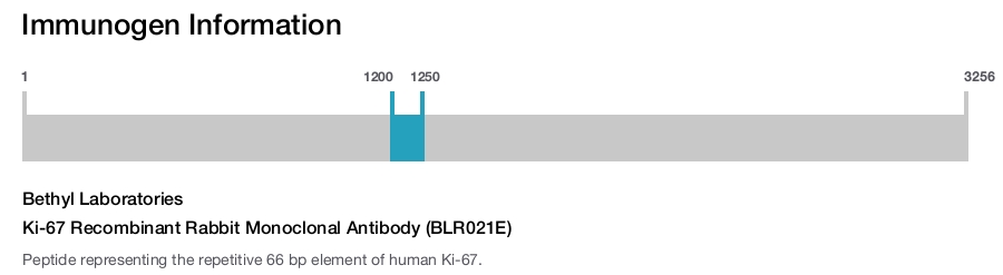 Ki-67 Recombinant Rabbit Monoclonal Antibody (BLR021E)