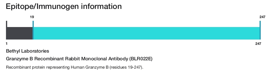 Granzyme B Recombinant Rabbit Monoclonal Antibody (BLR022E)