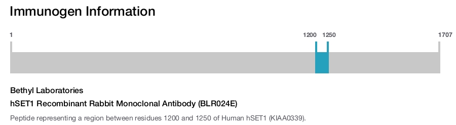 hSET1 Recombinant Rabbit Monoclonal Antibody (BLR024E)