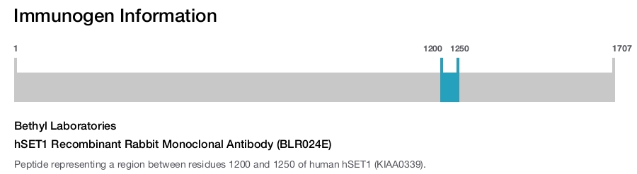 hSET1 Recombinant Rabbit Monoclonal Antibody (BLR024E)