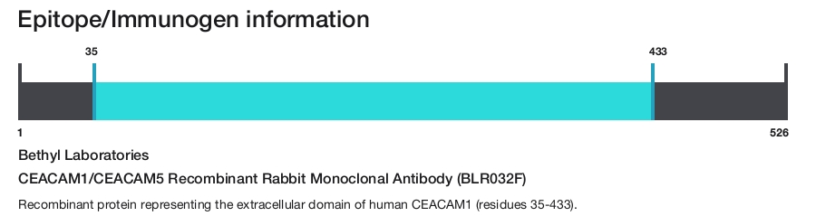 CEACAM1/CEACAM5 Recombinant Rabbit Monoclonal Antibody (BLR032F)