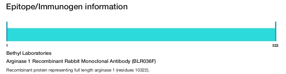 Arginase 1 Recombinant Rabbit Monoclonal Antibody (BLR036F)
