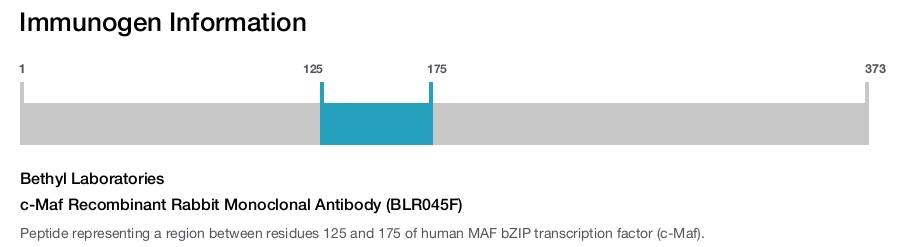 c-Maf Recombinant Rabbit Monoclonal Antibody (BLR045F)