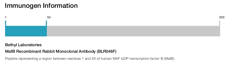 MafB Recombinant Rabbit Monoclonal Antibody (BLR046F)