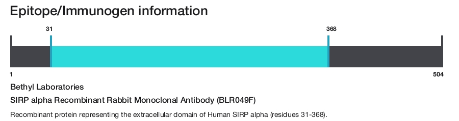 SIRP alpha Recombinant Rabbit Monoclonal Antibody (BLR049F)