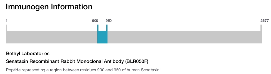 Senataxin Recombinant Rabbit Monoclonal Antibody (BLR050F)