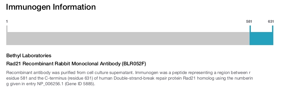 Rad21 Recombinant Rabbit Monoclonal Antibody (BLR052F)