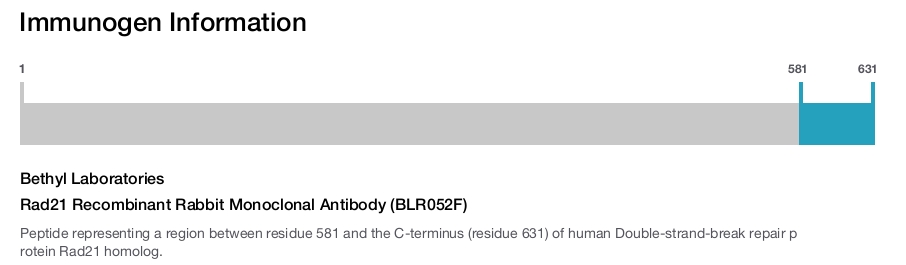 Rad21 Recombinant Rabbit Monoclonal Antibody (BLR052F)