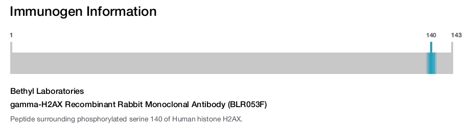 gamma-H2AX Recombinant Rabbit Monoclonal Antibody (BLR053F)