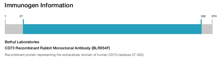 CD73 Recombinant Rabbit Monoclonal Antibody (BLR054F)
