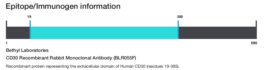CD30 Recombinant Rabbit Monoclonal Antibody (BLR055F)