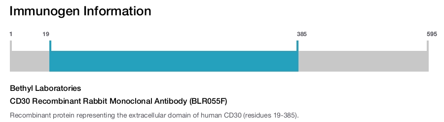 CD30 Recombinant Rabbit Monoclonal Antibody (BLR055F)