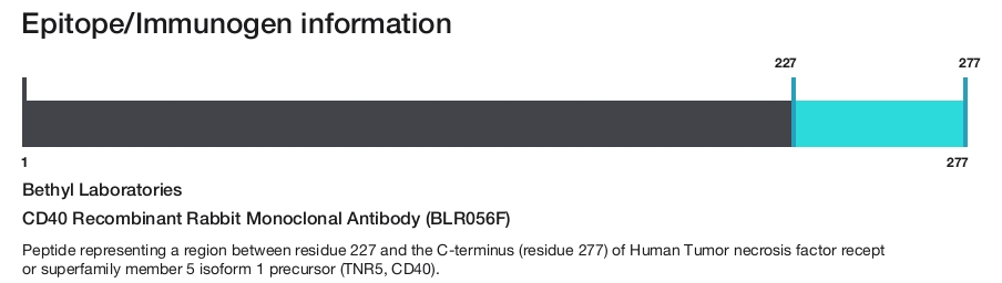 CD40 Recombinant Rabbit Monoclonal Antibody (BLR056F)