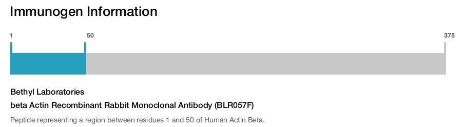 beta Actin Recombinant Rabbit Monoclonal Antibody (BLR057F)