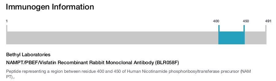 NAMPT/PBEF/Visfatin Recombinant Rabbit Monoclonal Antibody (BLR058F)