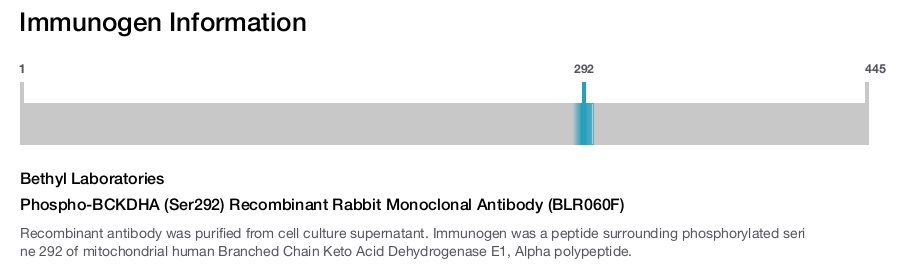 Phospho-BCKDHA (Ser292) Recombinant Rabbit Monoclonal Antibody (BLR060F)