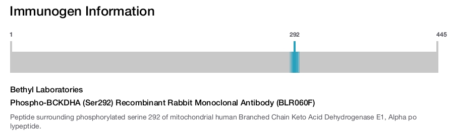 Phospho-BCKDHA (Ser292) Recombinant Rabbit Monoclonal Antibody (BLR060F)