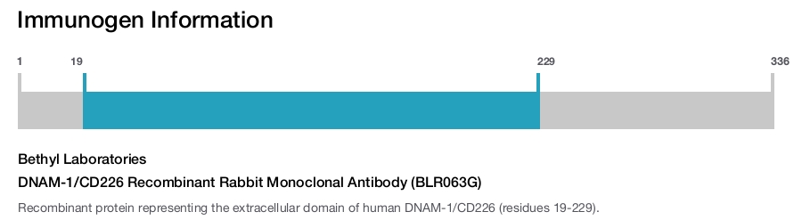 DNAM-1/CD226 Recombinant Rabbit Monoclonal Antibody (BLR063G)