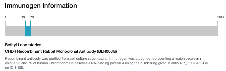 CHD4 Recombinant Rabbit Monoclonal Antibody (BLR066G)